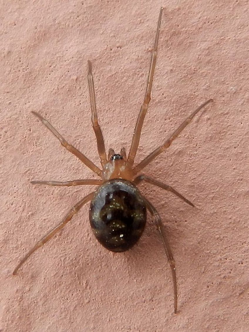 Steatoda grossa - Venezia Lido